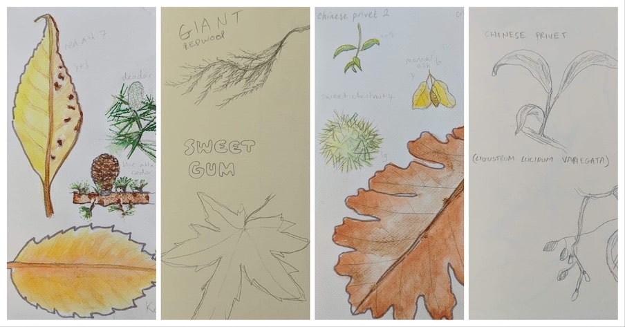 Sketches of some of the leaves found on the Castle Park Tree Trail